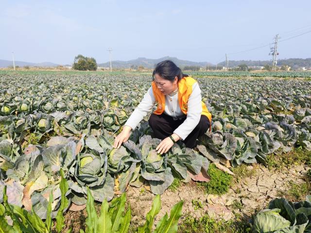 韶关市农业科技推广中心高级农艺师邓冬梅