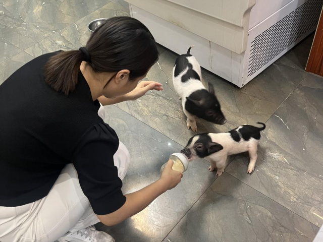 “参加各大农业展会时，我都会带上猪崽，和我们同吃同住。”韩淑娜分享道。