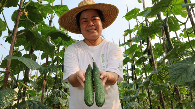  为了泡菜的口感，夏丽娴在奶奶留下的土地上尝试种植不同蔬果原料。