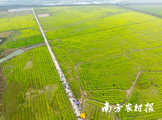 广袤的油菜花海将成为首场音乐会天然的舞台。