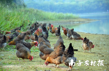 山地散养的清远鸡。 山地散养的清远鸡。