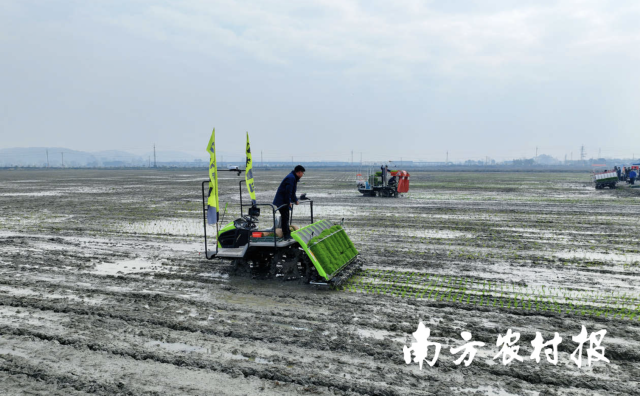 全省春耕现场会上，展示机械化抛秧合理密植对比实验