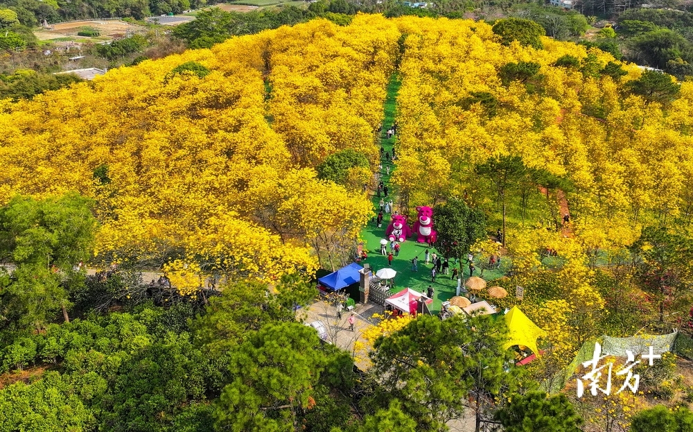 云梯山花海近万株黄花风铃木正迎风绽放。 