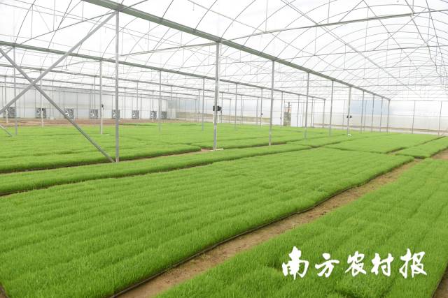 高明区明城镇“工厂化”育秧中心大棚里待栽插的秧苗。 