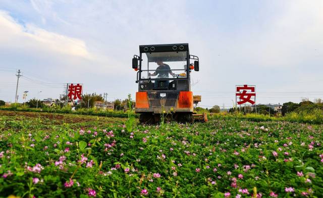 在梅州兴宁市大坪镇潭坑村，农用拖拉机进行紫云英翻压还田作业（陈建军 摄） 