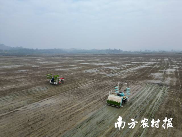 无人驾驶插秧机插秧作业。