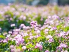 刷屏预警！紫云英