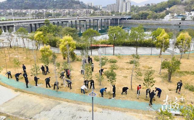 植树节，广东定下整年200万人退出使命植树“小目的”