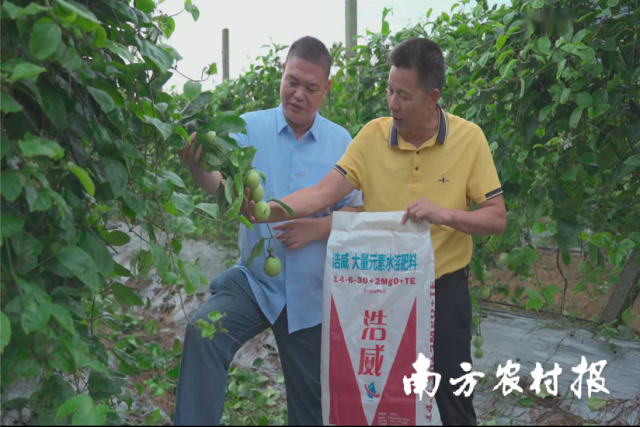 广东浩威公司董事长何志明走访福联百香果基地