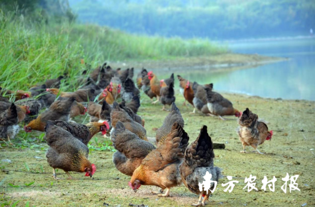 山林养殖的清远鸡。