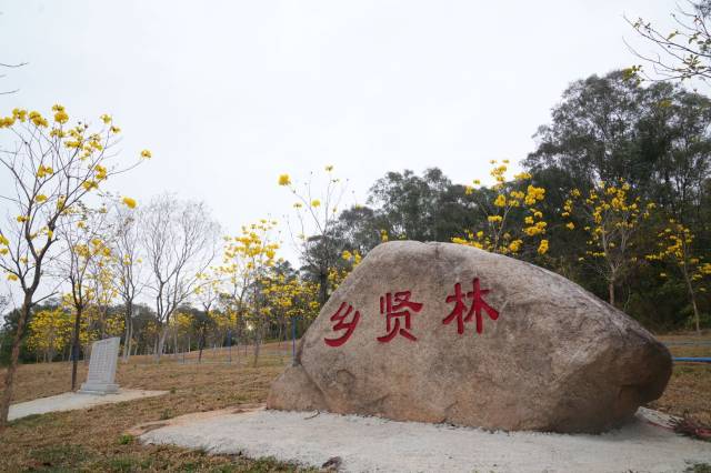 全员共建的乡贤林里，黄花风铃木已盛开&nbsp;