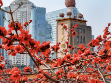 图集｜红棉“燃”春色，越秀迎客来