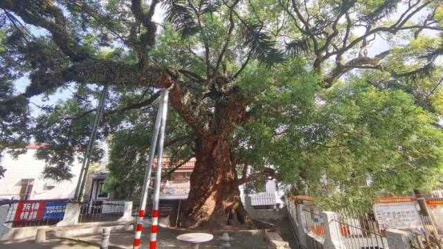 中山832岁古树“抗老秘笈”公开，竟与人类如出一辙