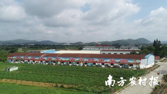 摸索出“红绿双色经济”独特发展模式的江门市新会区大泽镇田金村。