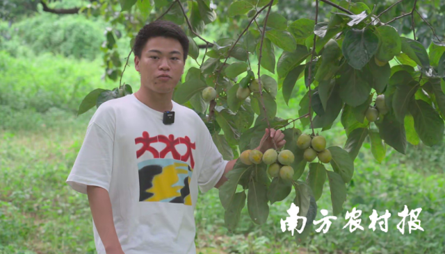 何胤贤观察柿子长势