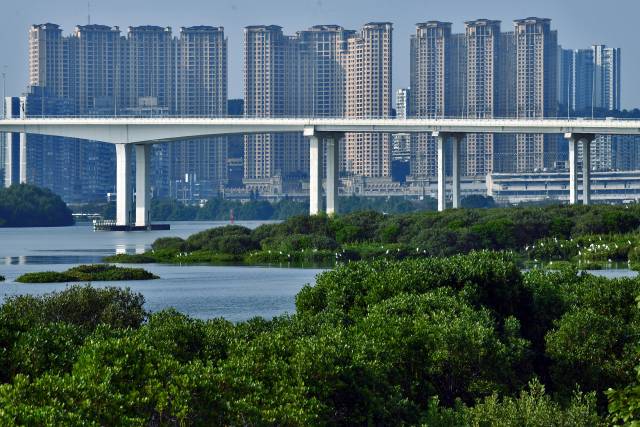 《澳门红树林》在澳门路氹，居住区附近的大片红树林。黄明辉（澳门） 摄