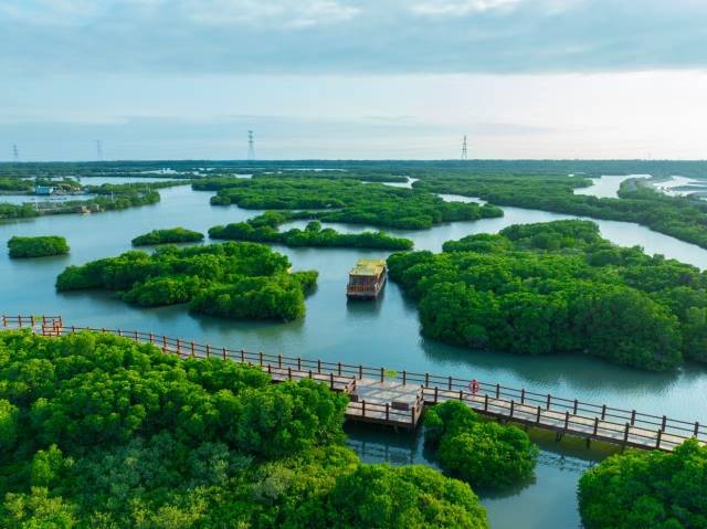 湛江红树林国家级自然保护区金牛岛片区。南方农村报记者彭华 摄