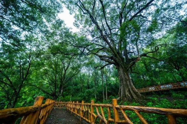 肇庆怀集古树“红椎王”&nbsp;。