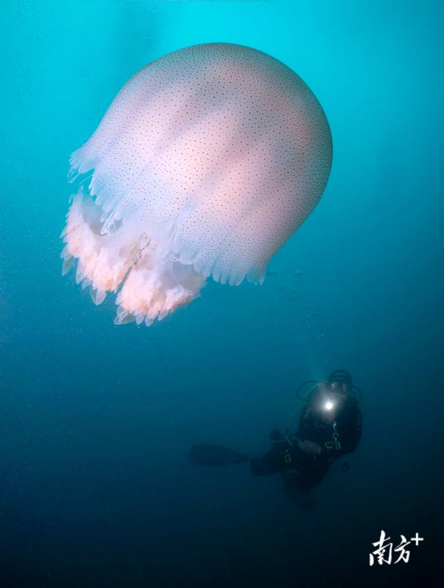 《同游》广东珠海蚊尾州岛海域，潜水员与水母同游。何棹樑（澳门） 摄