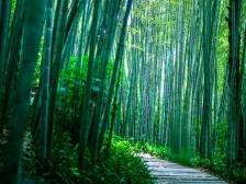 晨观山海 | 梅州为春天充“植”添绿