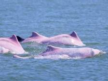 晨观山海丨湛江雷州湾白海豚家族传奇