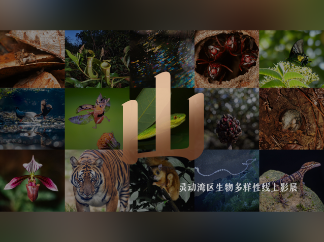 隐居在南粤众山里的“精灵”肖像,哪一张你觉得最神奇?|生物多样性看广东