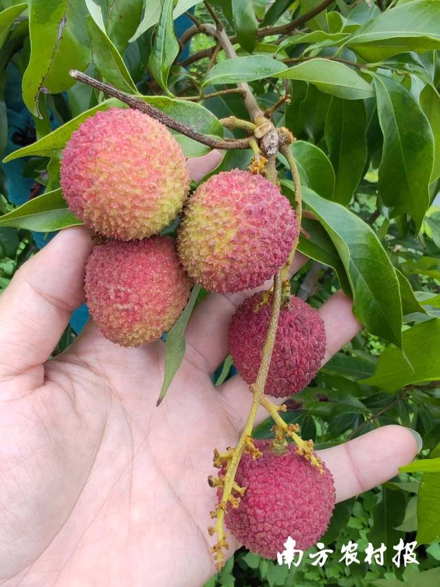 2024年，“美荔传说”荔枝基地妃子笑试挂果。