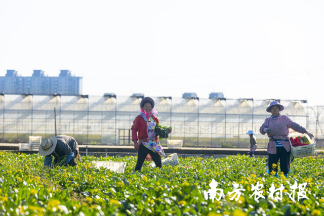 从化区从玉菜场菜心采摘。