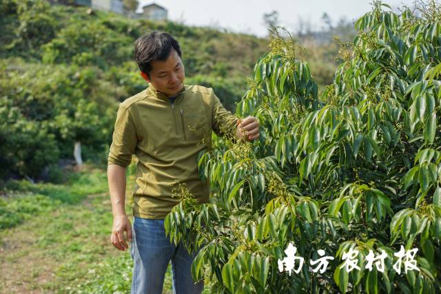 惠州人吴宇辉来到册亨县种植500亩荔枝，随着气温回升，荔枝已迎来花期。