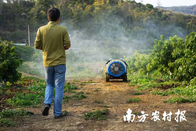 吴宇辉操控智能打药保姆车进行喷药工作。