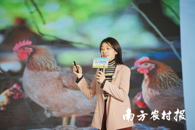 清远市清远市乡村新闻官盘芸作清远鸡产业推介。