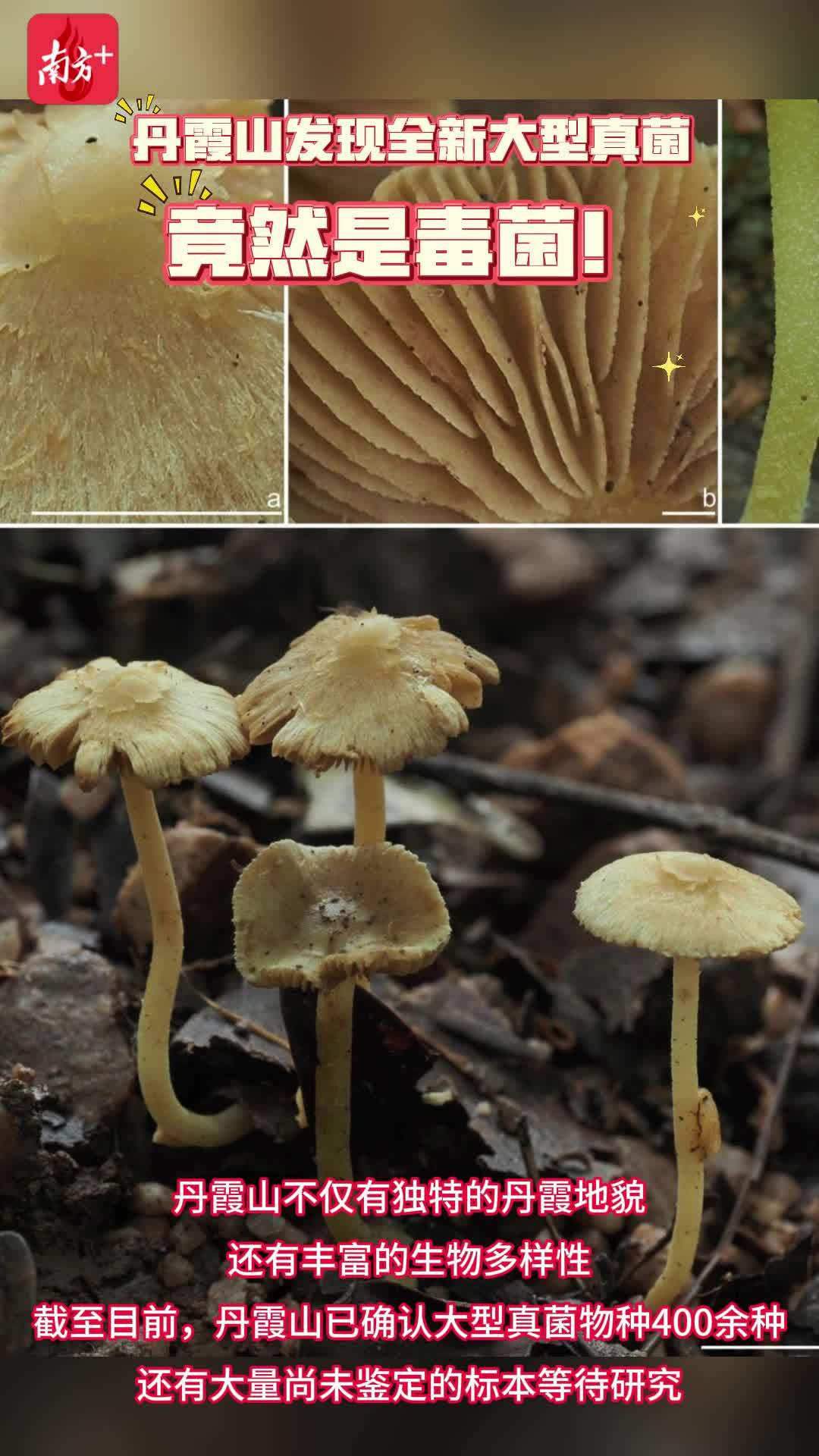 面对致命诱惑，怎样成为“菇勇者”, image size:1080x1920