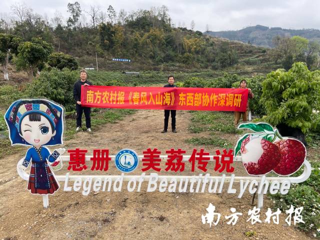 南方农村报《春风入山海》东西部协作深调研走进册亨县荔枝种植基地。