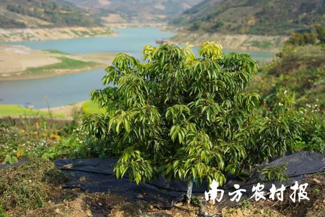 北盘江边，荔枝长势旺盛。