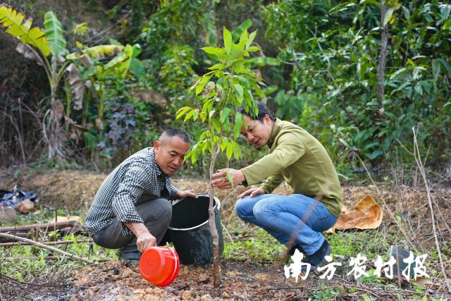吴宇辉指导“新荔农”黄方贤定植荔枝树。