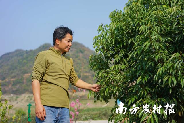 每天早上到荔枝园里走一圈，成了吴宇辉的生活习惯。