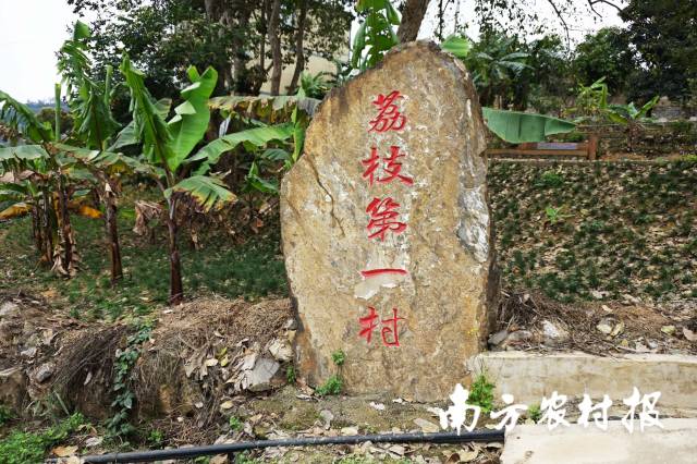 吴宇辉的500亩荔枝园位于板弄村，是贵州省最大的连片荔枝园，也是贵州省名副其实的荔枝第一村。