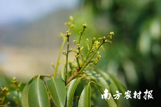 册亨县的荔枝花穗生长良好，不久后将迎来花期。