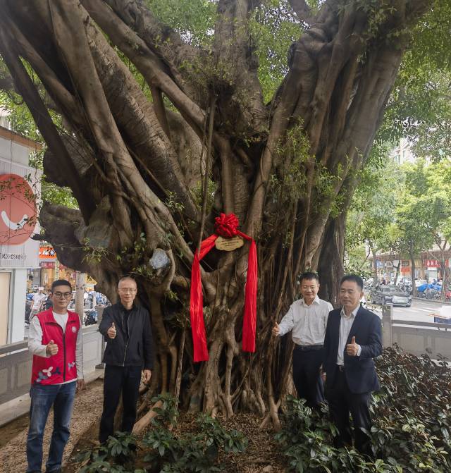 福田区古树挂牌仪式现场