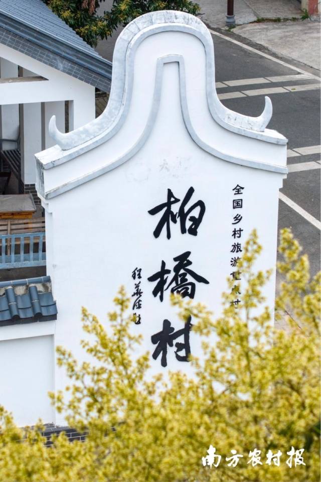 荔林环绕的“天下荔枝第一村”茂名市高州市柏桥村，在荔林的花黄叶绿中十分醒目。