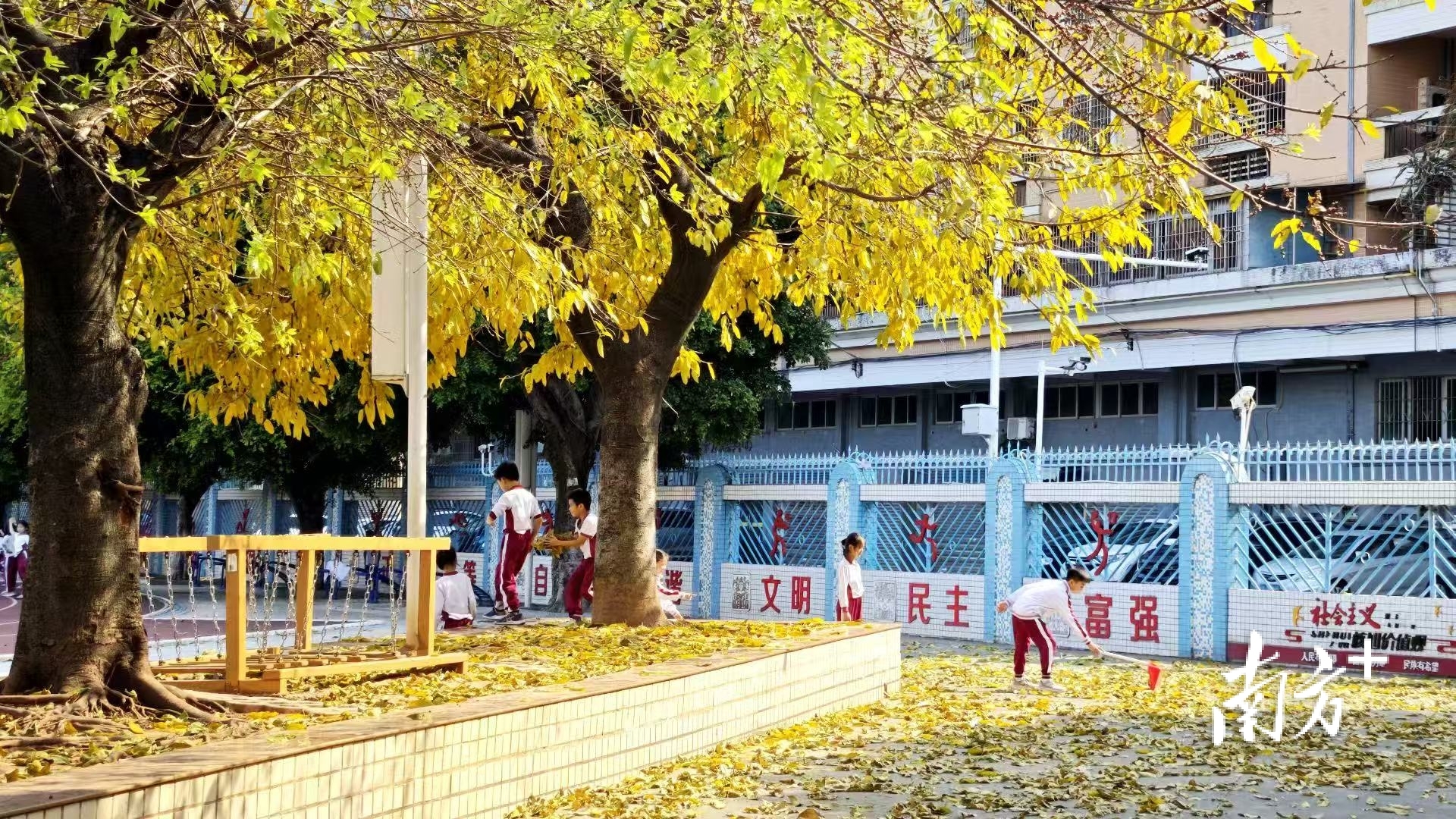 落叶不扫：三水校园里一堂生动的自然美育课, image size:1920x1080