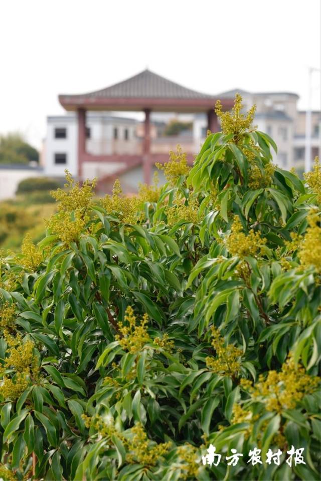 根子贡园的荔枝花开正盛。 