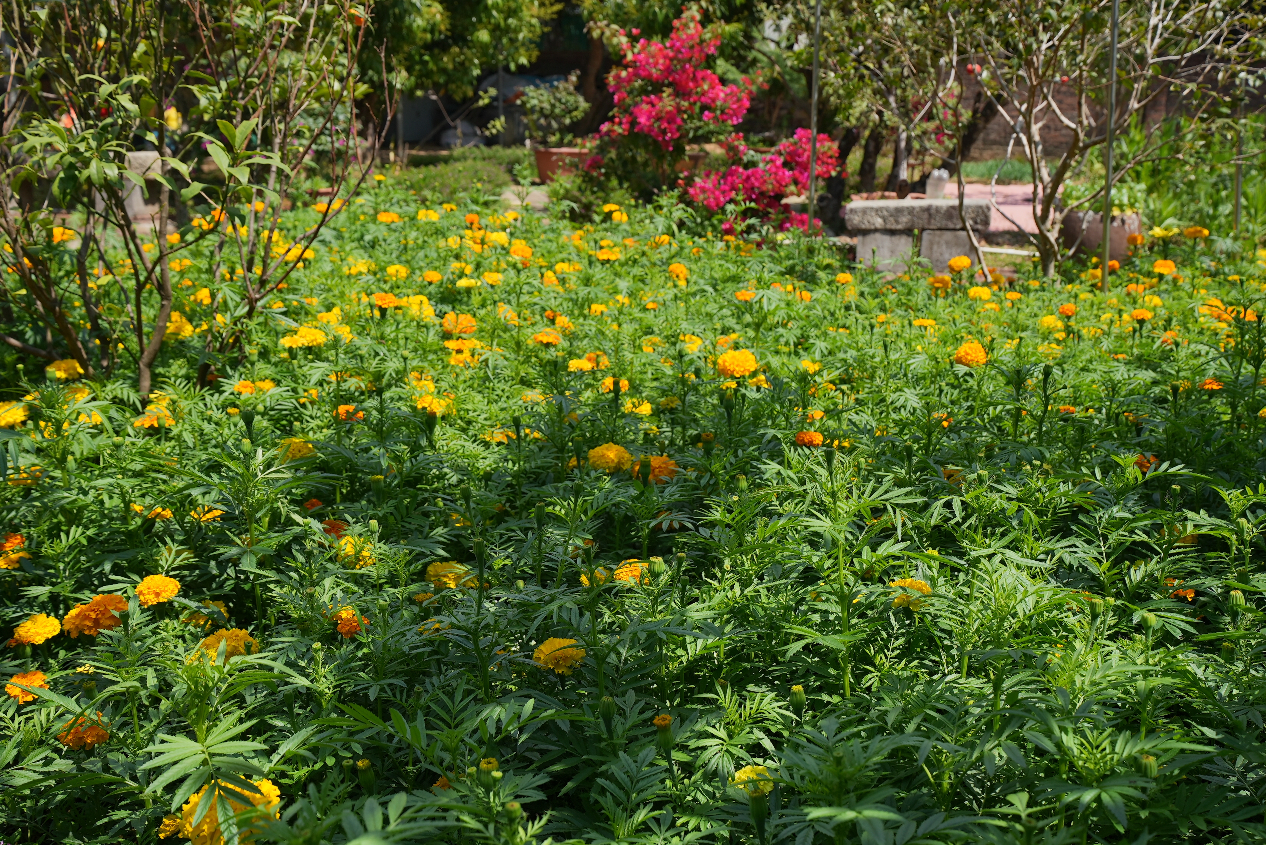 房大姐”四小园“里的村用产值孔雀草。