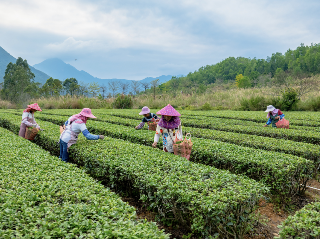 广东茶园。柯学潜 摄