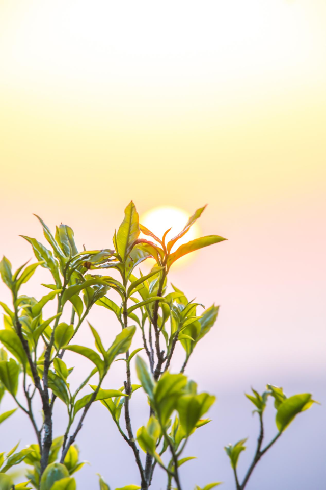 凤凰单丛茶。吴秒衡 摄