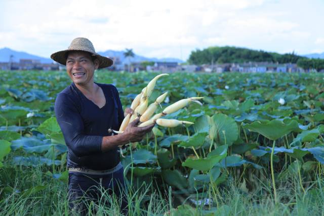大屿村村民喜获陶河脆藕丰收。  受访者供图