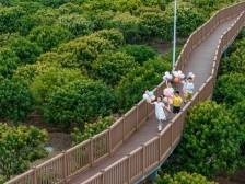 解锁春日限定浪漫！2025年高州荔枝赏花叹蜜游春活动即将开启