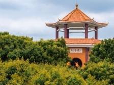 打卡花开成海的“中国荔乡”！茂名高州荔枝花进入最佳观赏期