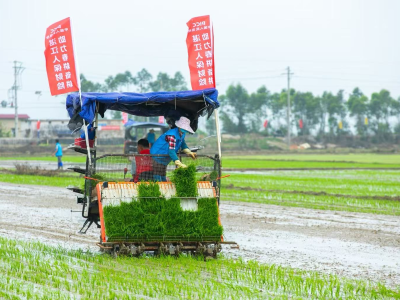 广东发布岭南特色现代农业调研报告，种业、农机、海洋牧场有了破局方向