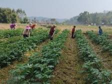 韶关浈江一地示范种植彩色土豆，亩产可达2000斤